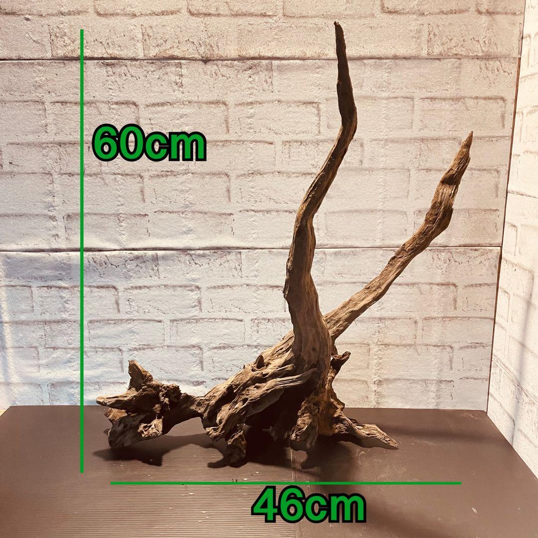 天然流木233 アク抜き処理済み　沈水処理済み　ビオトープ　水槽レイアウト