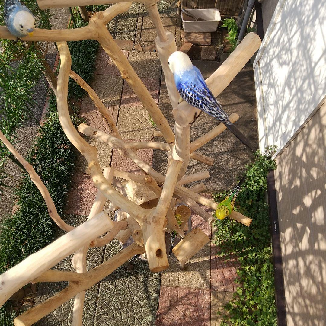 小鳥の楽園バードアスレチックツリージム②