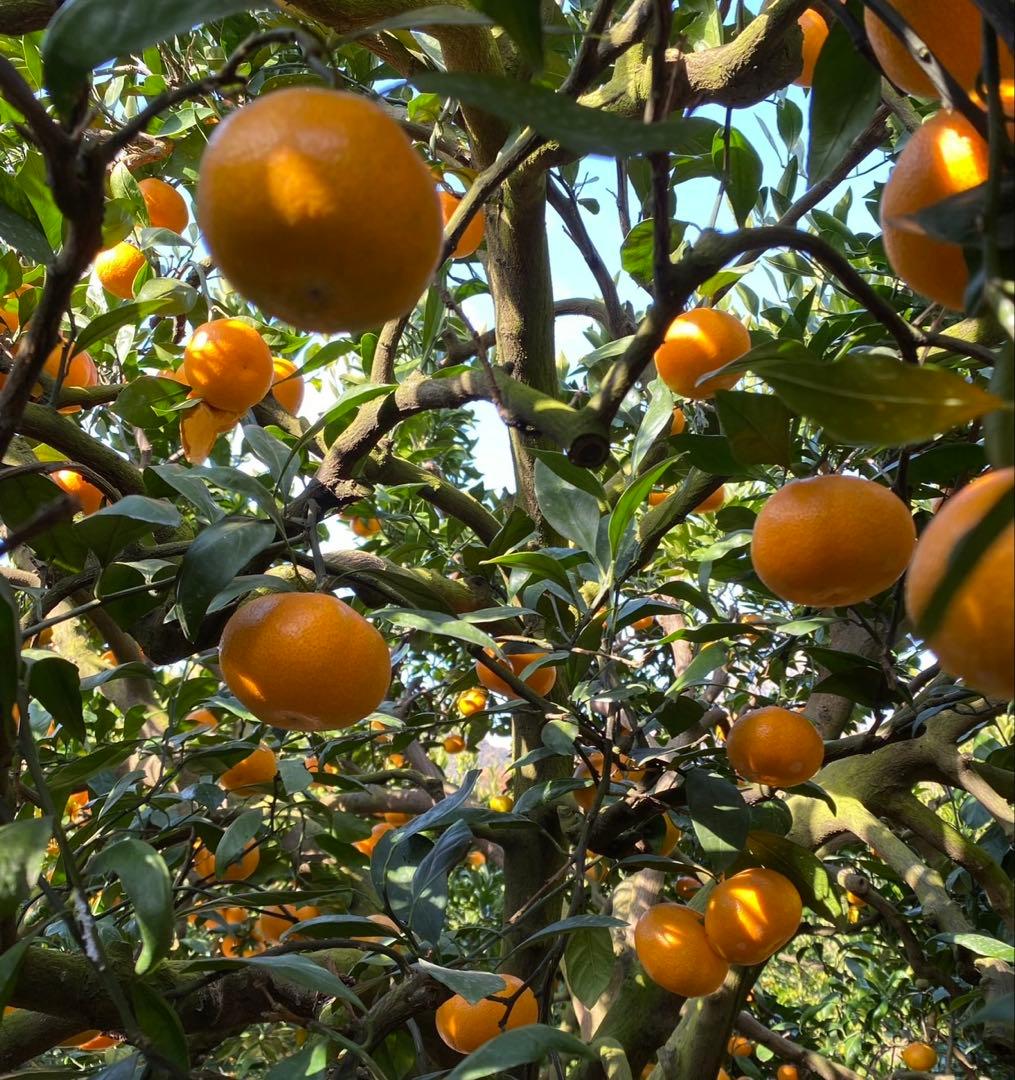 ひー様♡酵素栽培ネーブル &瀬戸田レモン　皮も食べてね　グリグリーン農園