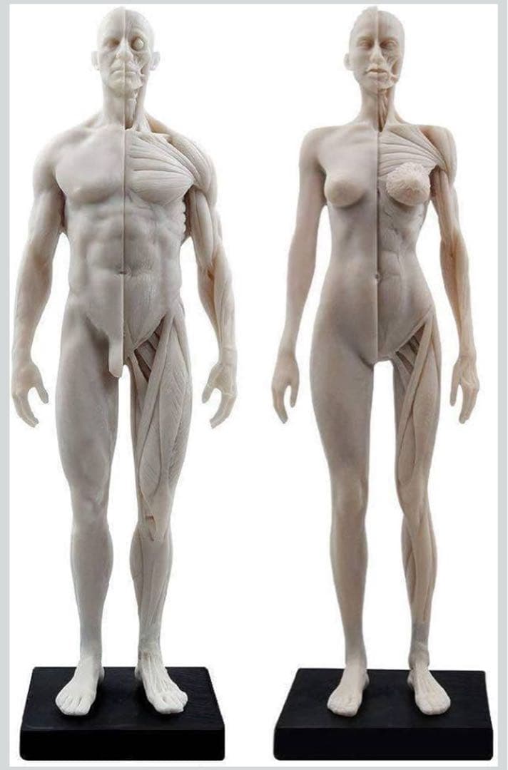 男性と女性 人体モデル 人体模型 1セット 約30cm 人体筋肉模型 樹脂
