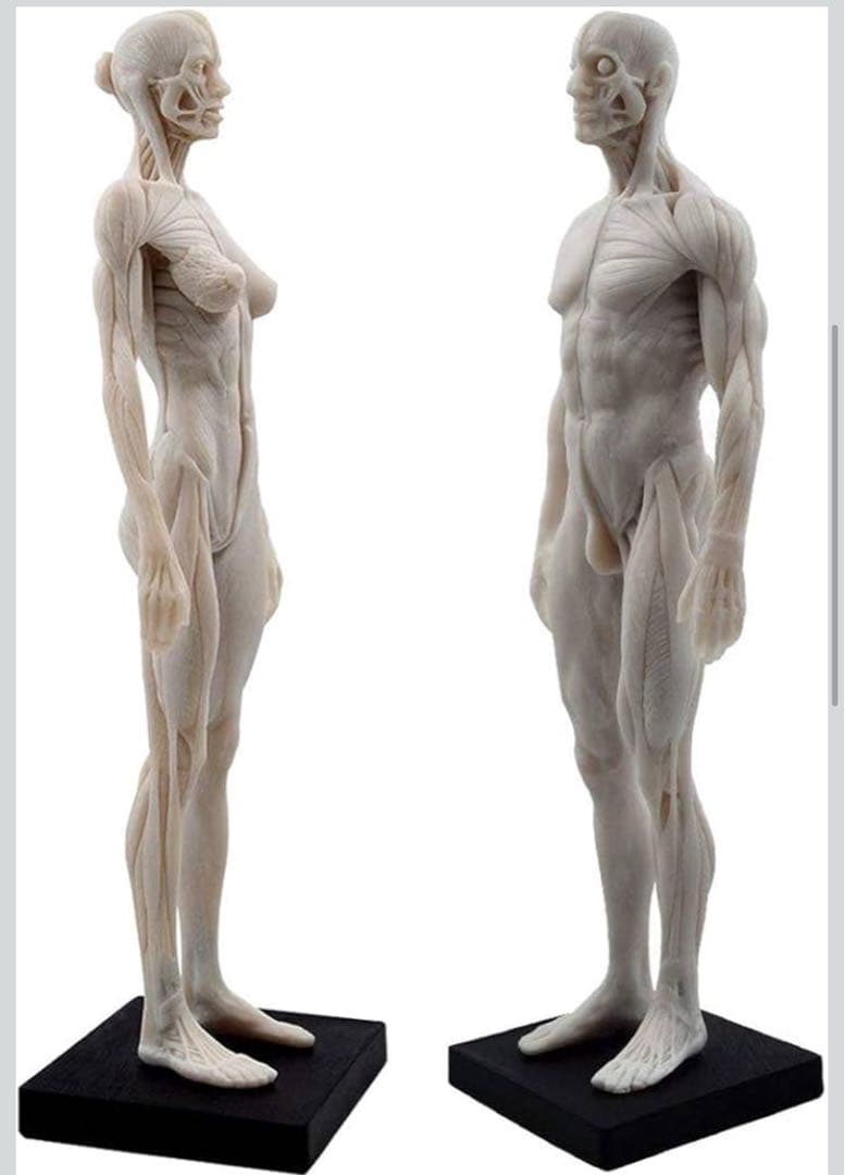 男性と女性 人体モデル 人体模型 1セット 約30cm 人体筋肉模型 樹脂