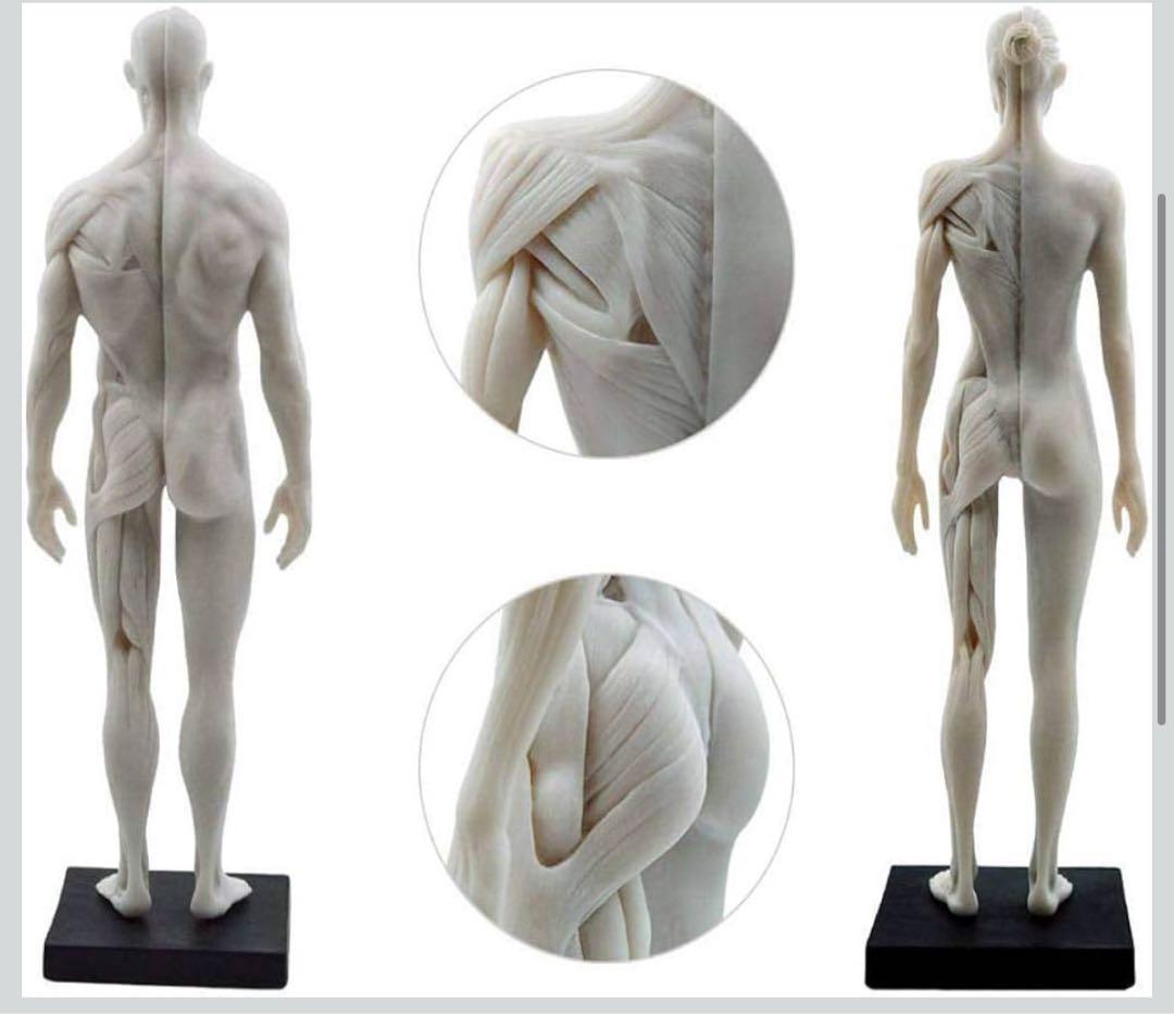 男性と女性 人体モデル 人体模型 1セット 約30cm 人体筋肉模型 樹脂