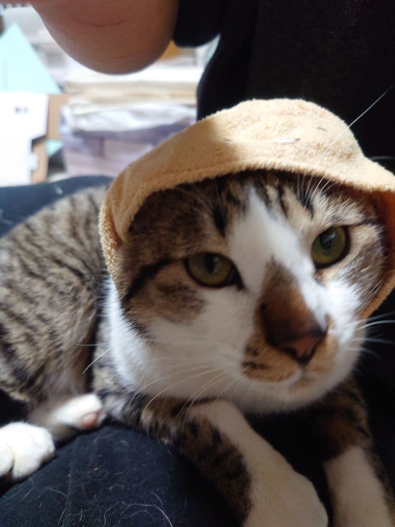 猫用帽子風アクセサリー　すみっコぐらし　とんかつ