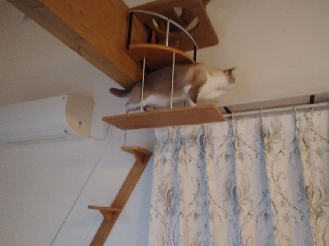 キャットウォーク、手すり付き階段、ねこちゃんもあんしん、軽量設計