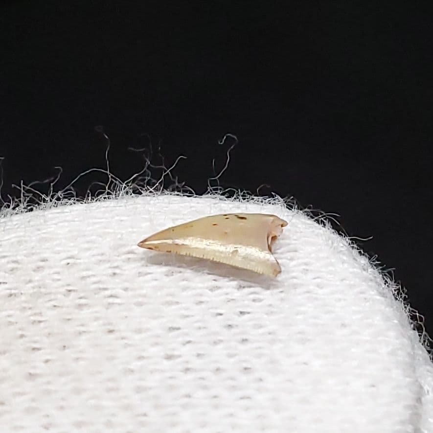 博物館級 ケラトサウルス 化石 歯 恐竜 ポルトガル産 5.36mm fr79