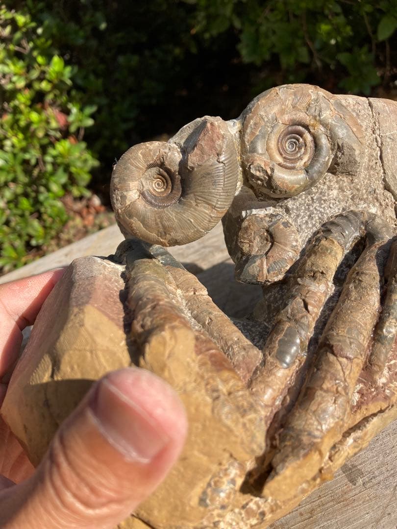 北海道　アンモナイト　/ 化石　恐竜