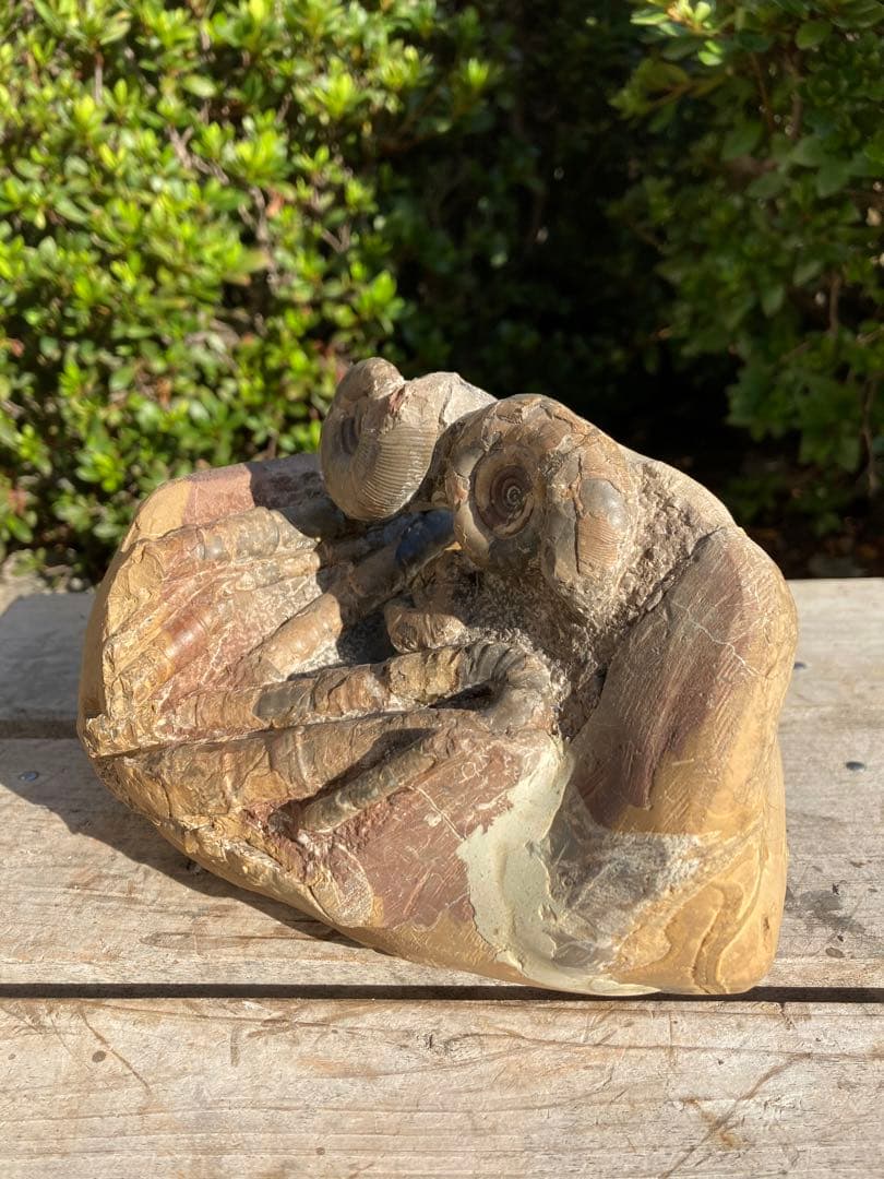 北海道　アンモナイト　/ 化石　恐竜