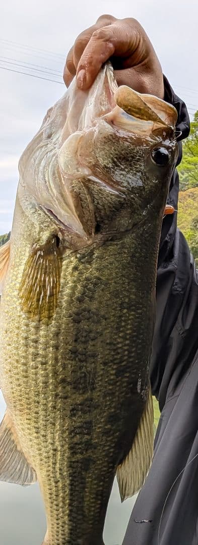 メガバス　スリーパークロー　8個セット　新品　スイングインパクト5.8セット