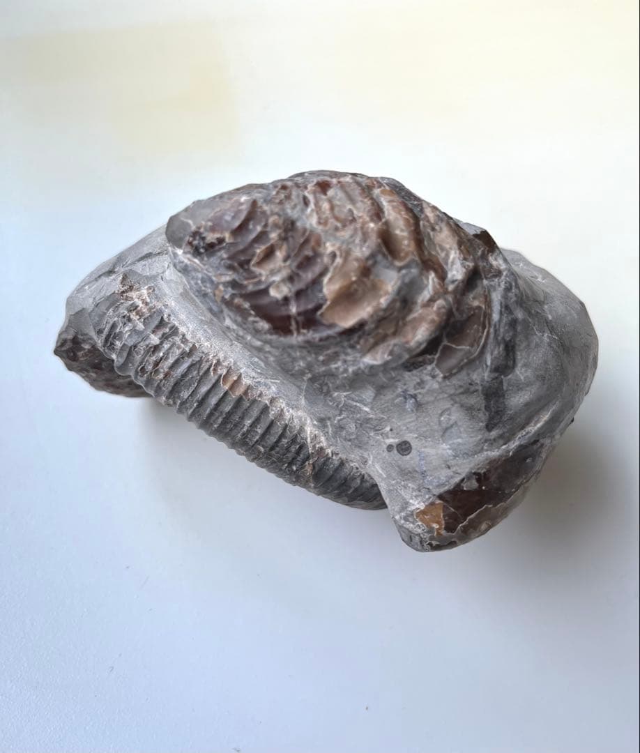 異常巻きアンモナイト化石