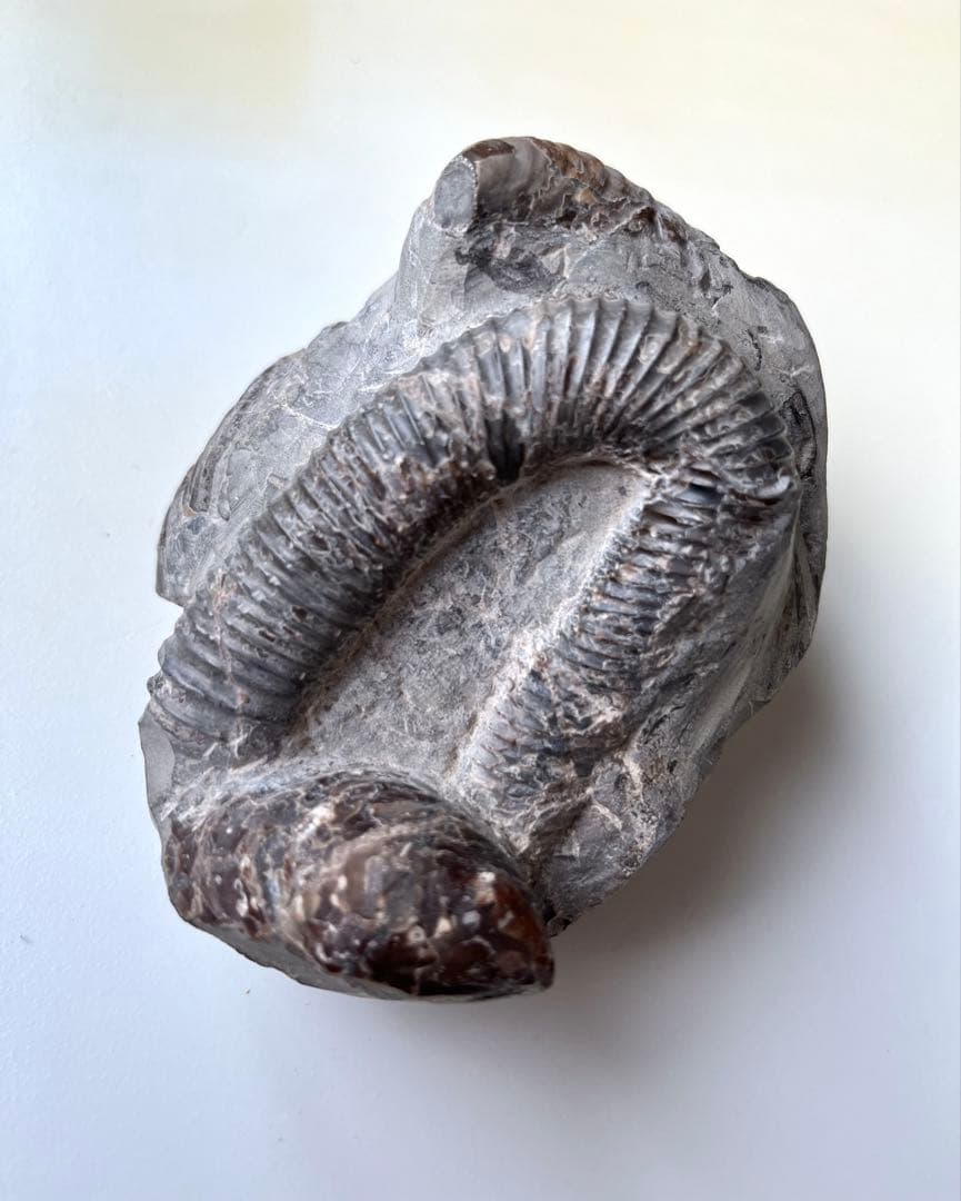 異常巻きアンモナイト化石