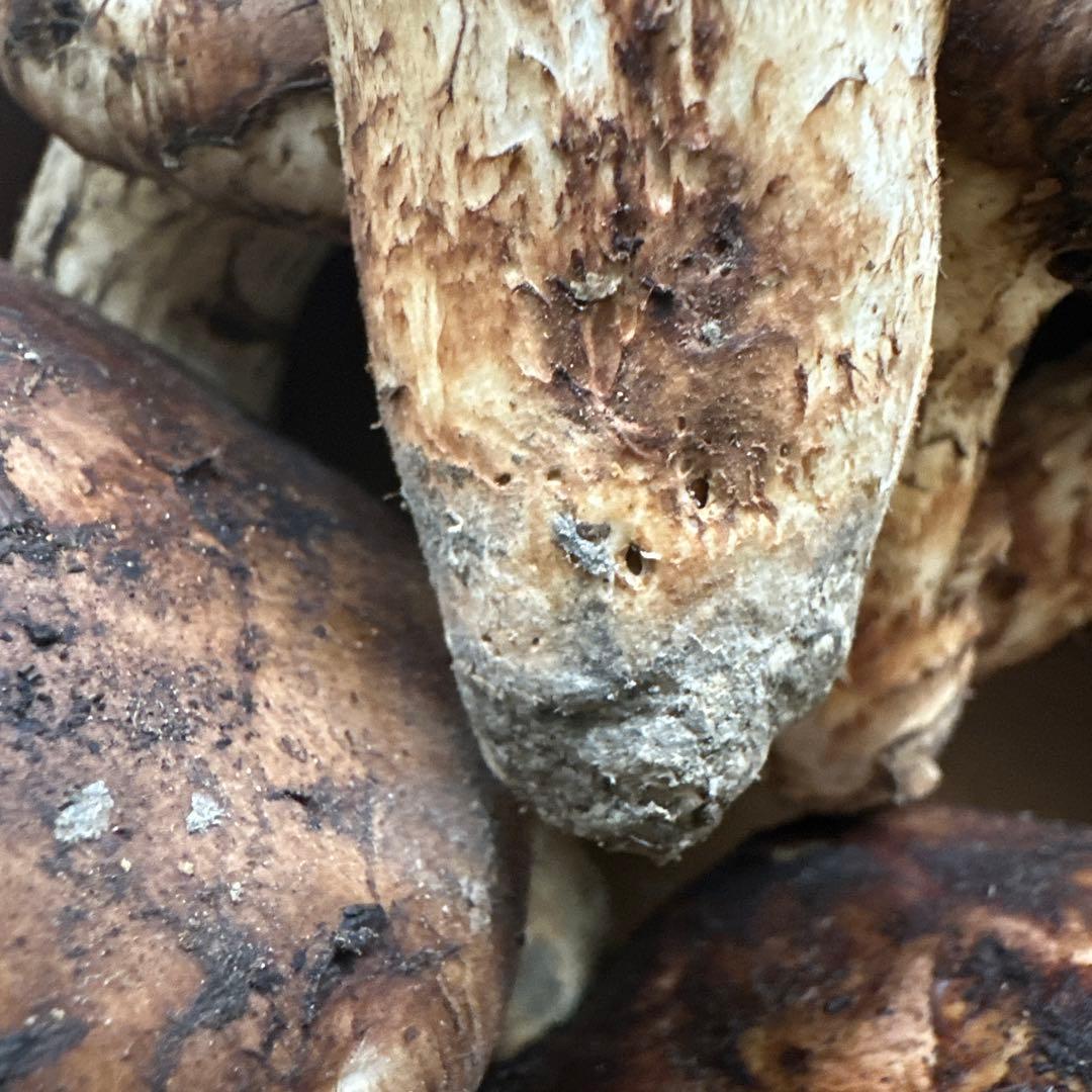 格安訳ありまとめ売り‼️国産天然松茸‼️930g