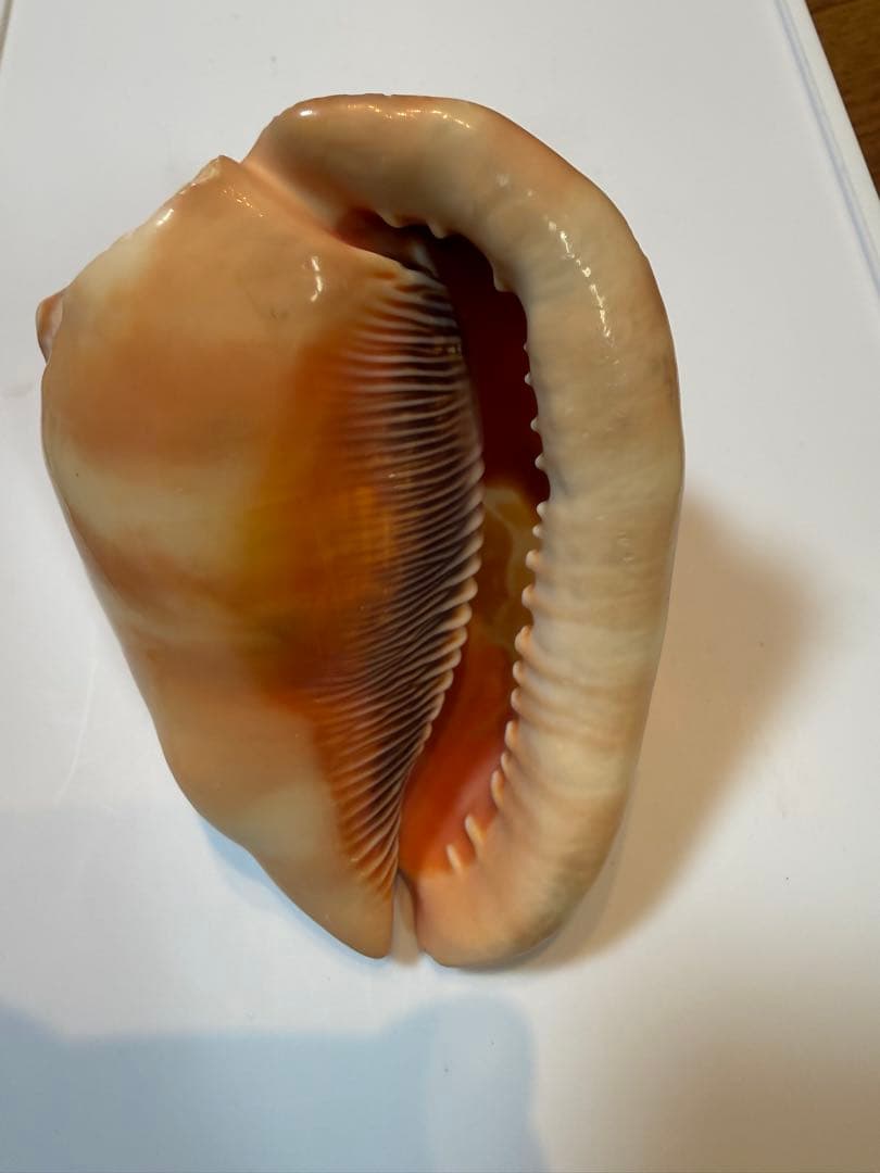 シェル カメオ インテリア 置物 ディスプレイ ①