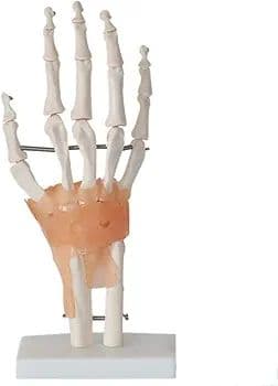 ❣️１点限り❣️人間の手の関節と靭帯の模型　人体模型　教育モデル　解剖学　学校
