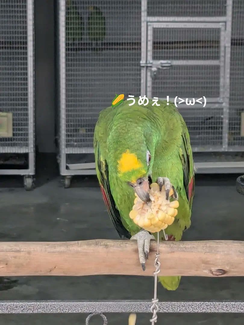 激レア！高級プラクルアン＆呪物おまとめセット！…兼要望用！