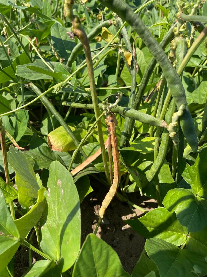 令和7年度　新物 ささげ豆 宮崎県産