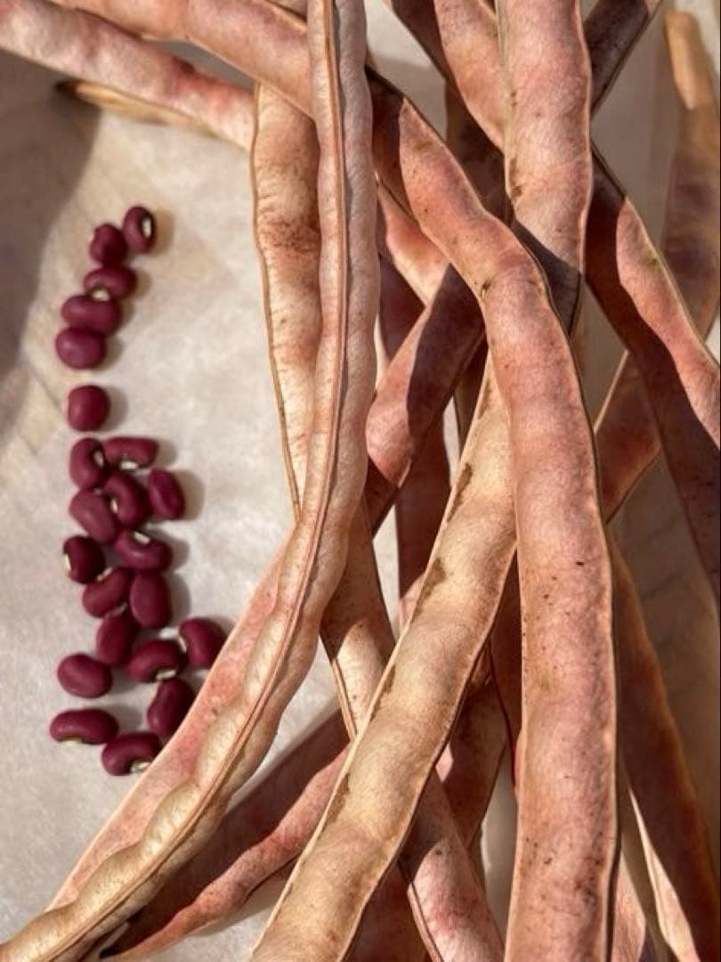 令和7年度　新物 ささげ豆 宮崎県産