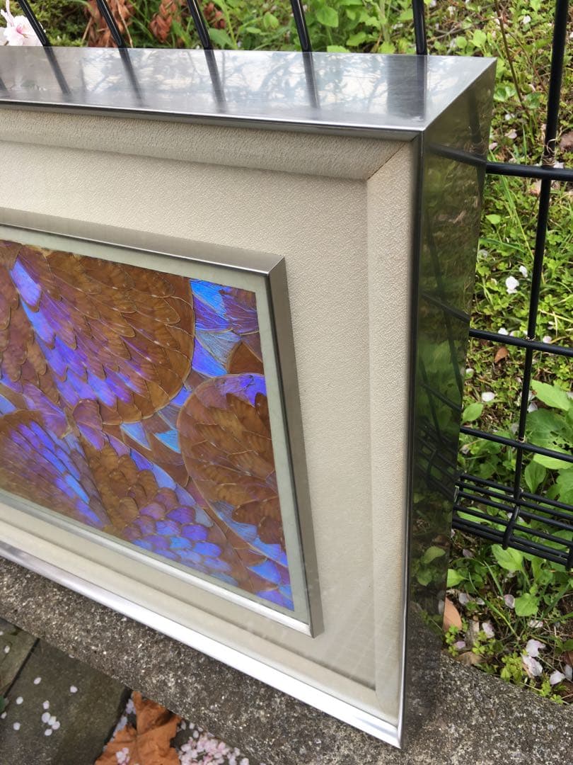 レア【美品】モルフォ蝶 額入り 蝶額 アート 希少 昆虫モルフォ蝶