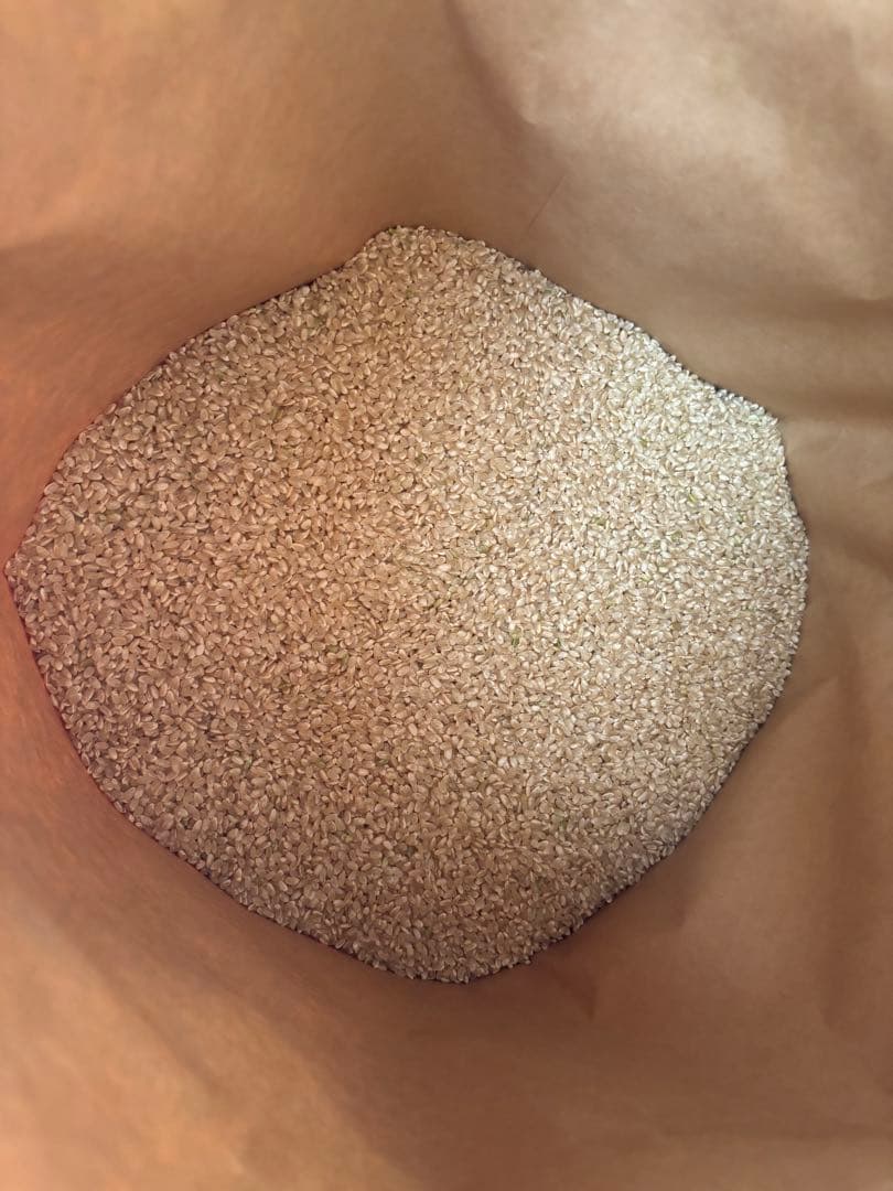 令和7年度コシヒカリ 玄米30キロ