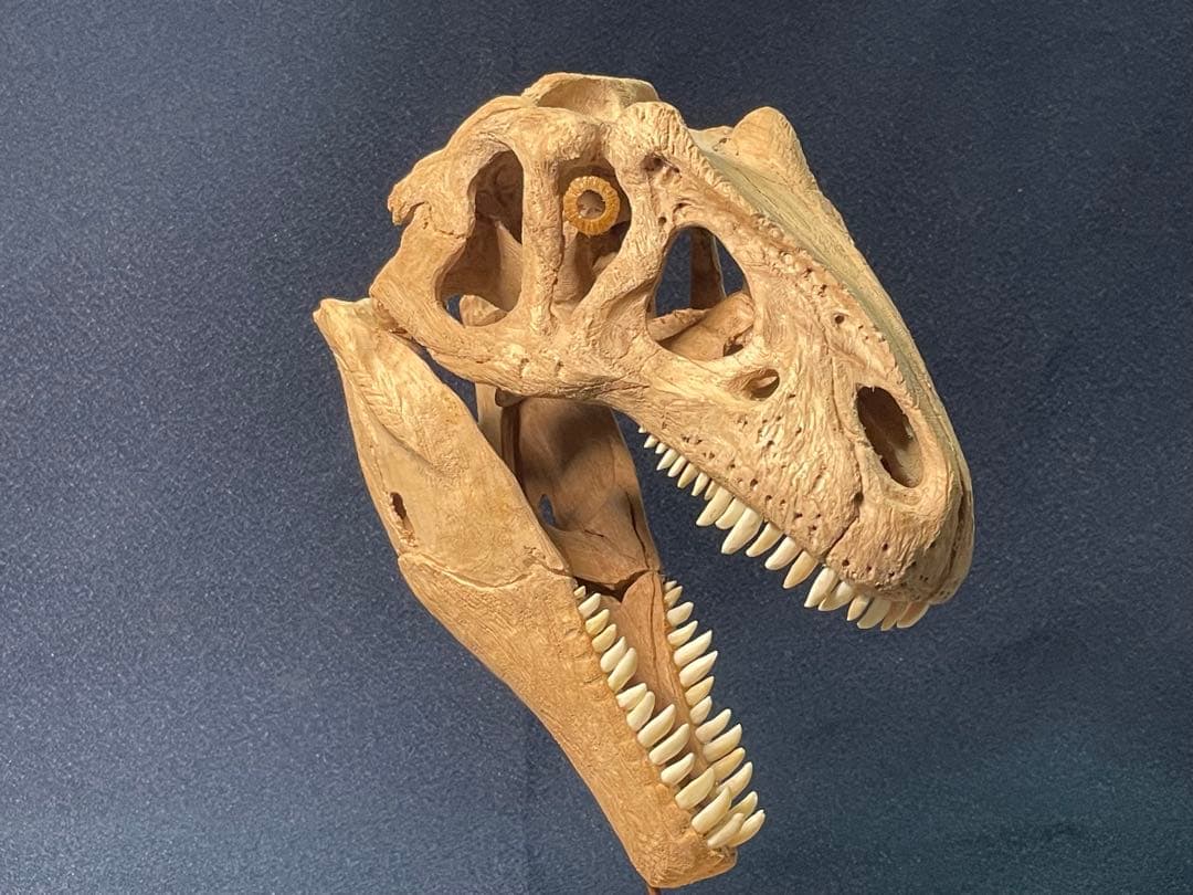 木彫　恐竜　アロサウルス頭骨模型　1/10スケール