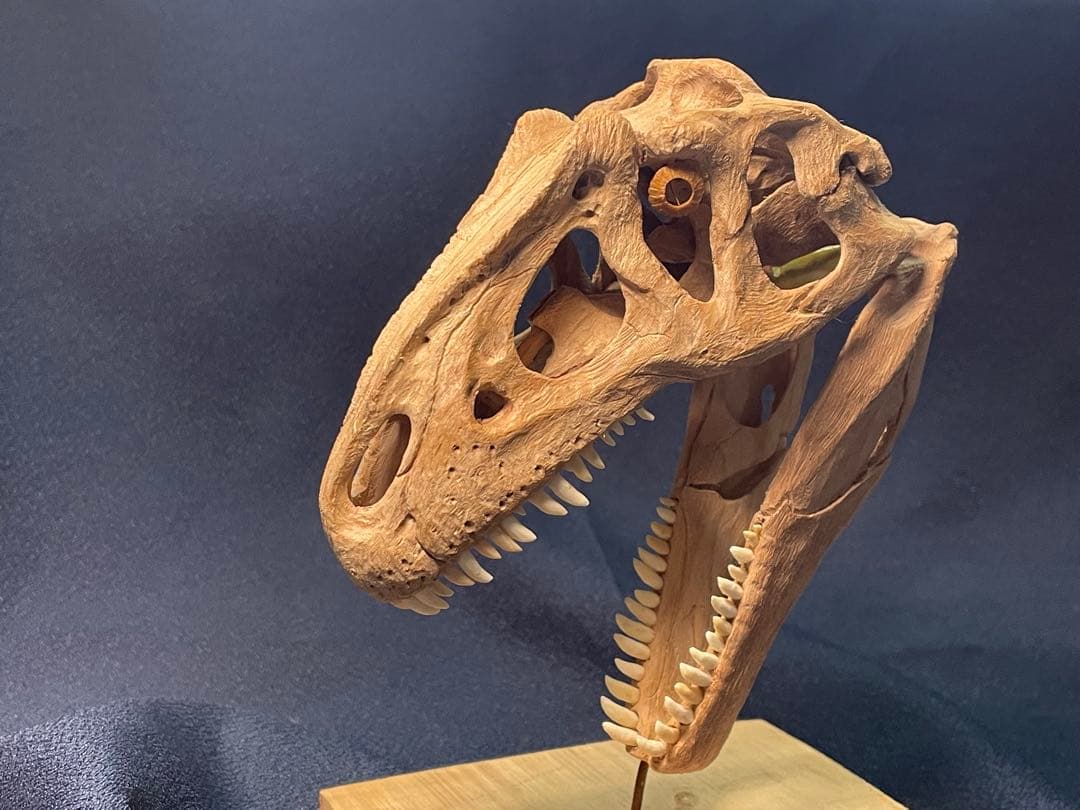 木彫　恐竜　アロサウルス頭骨模型　1/10スケール