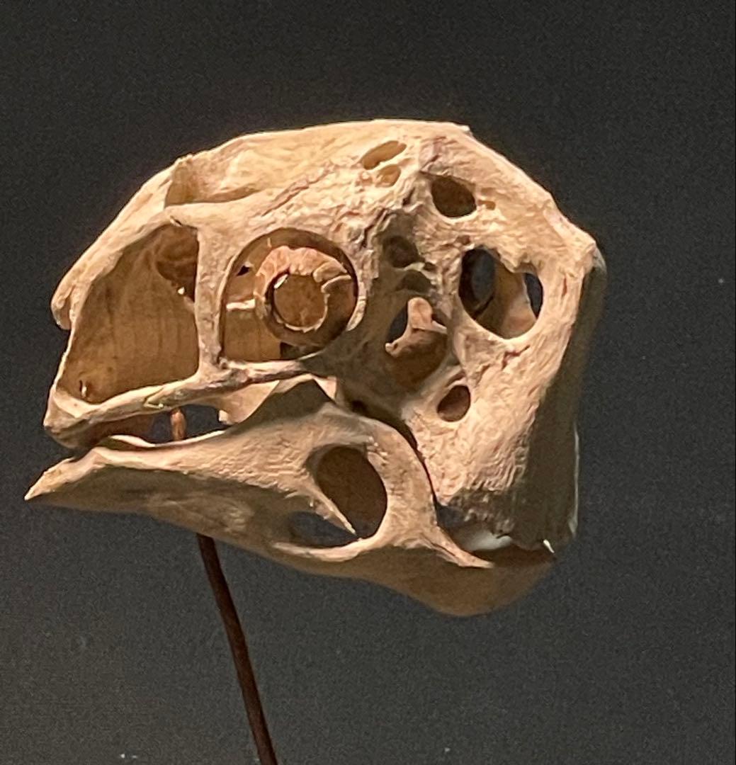 木彫　恐竜　Oviraptor（Citipati)　頭骨模型 7cm