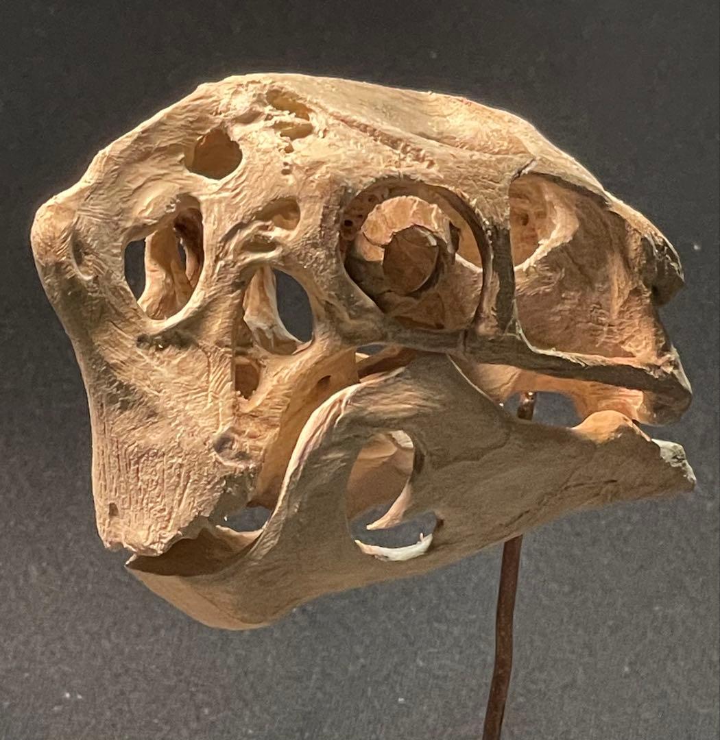 木彫　恐竜　Oviraptor（Citipati)　頭骨模型 7cm