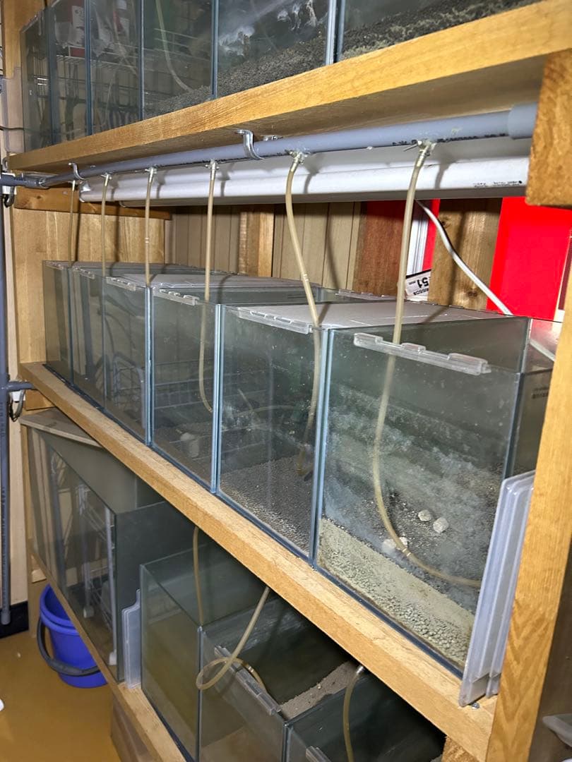 水槽用木製棚と小型水槽セット。シュリンプ育成用