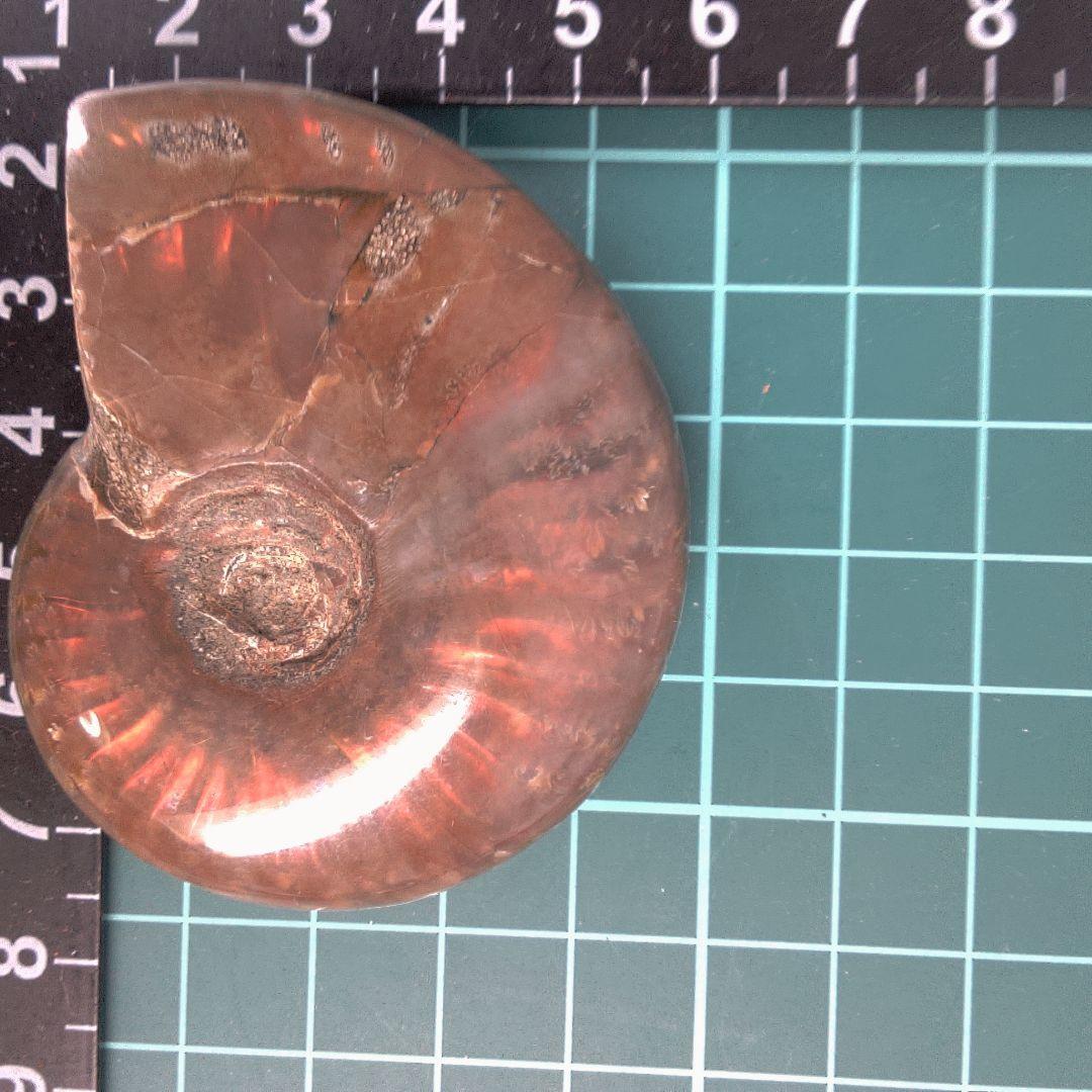 小物１ アンモナイト化石 赤褐色