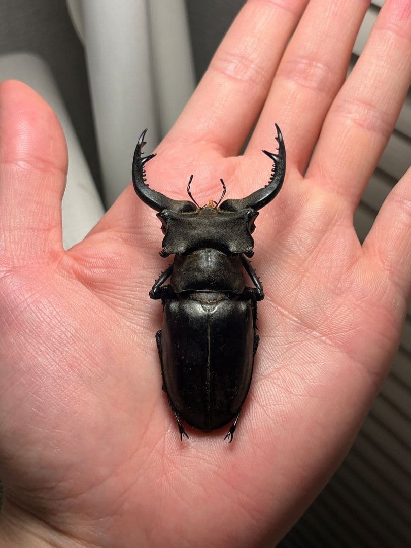 【顎比率最大種】カンターミヤマクワガタ 76mm♂ 昆虫標本 標本