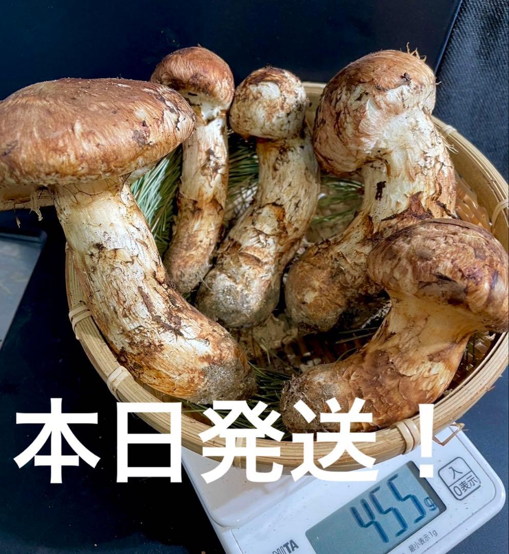 【大人気‼︎ 厳選450g 】 本日採れ‼︎ 極上 松茸◆クール便発送◆