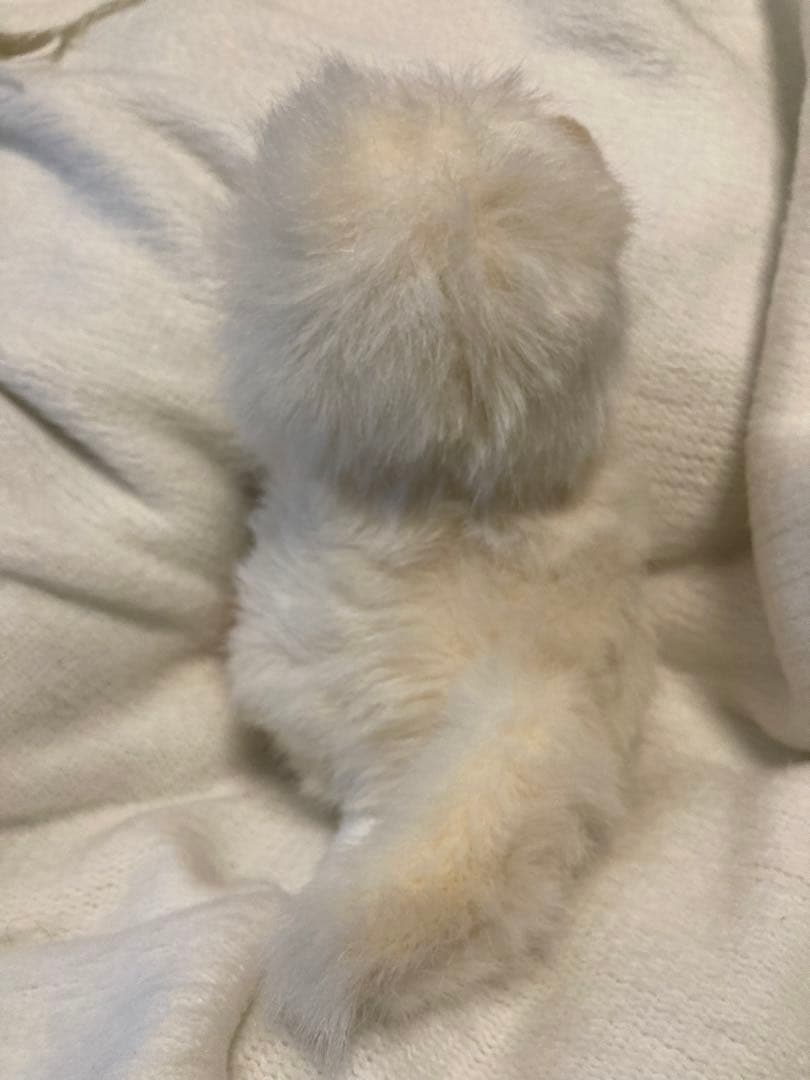 希少！オオイケぬいぐるみ