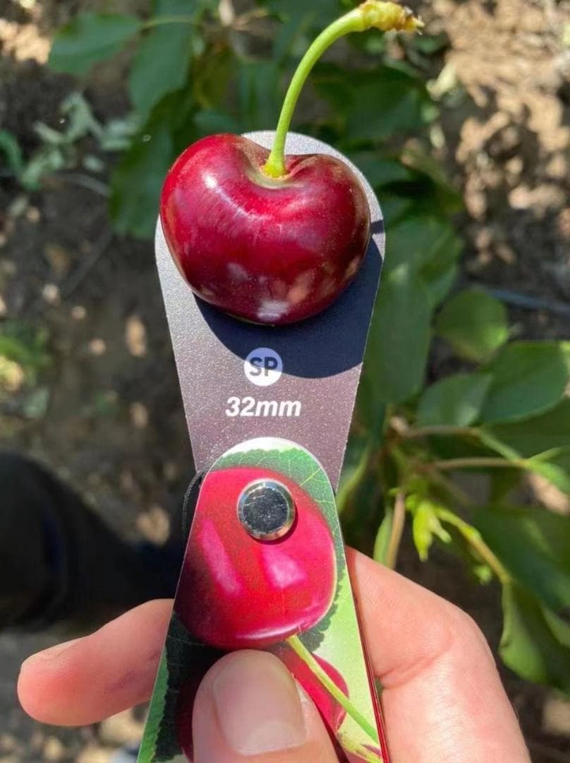 チリ産 空輸　ダークチェリー 約2.5kg 　大粒2Jサイズ