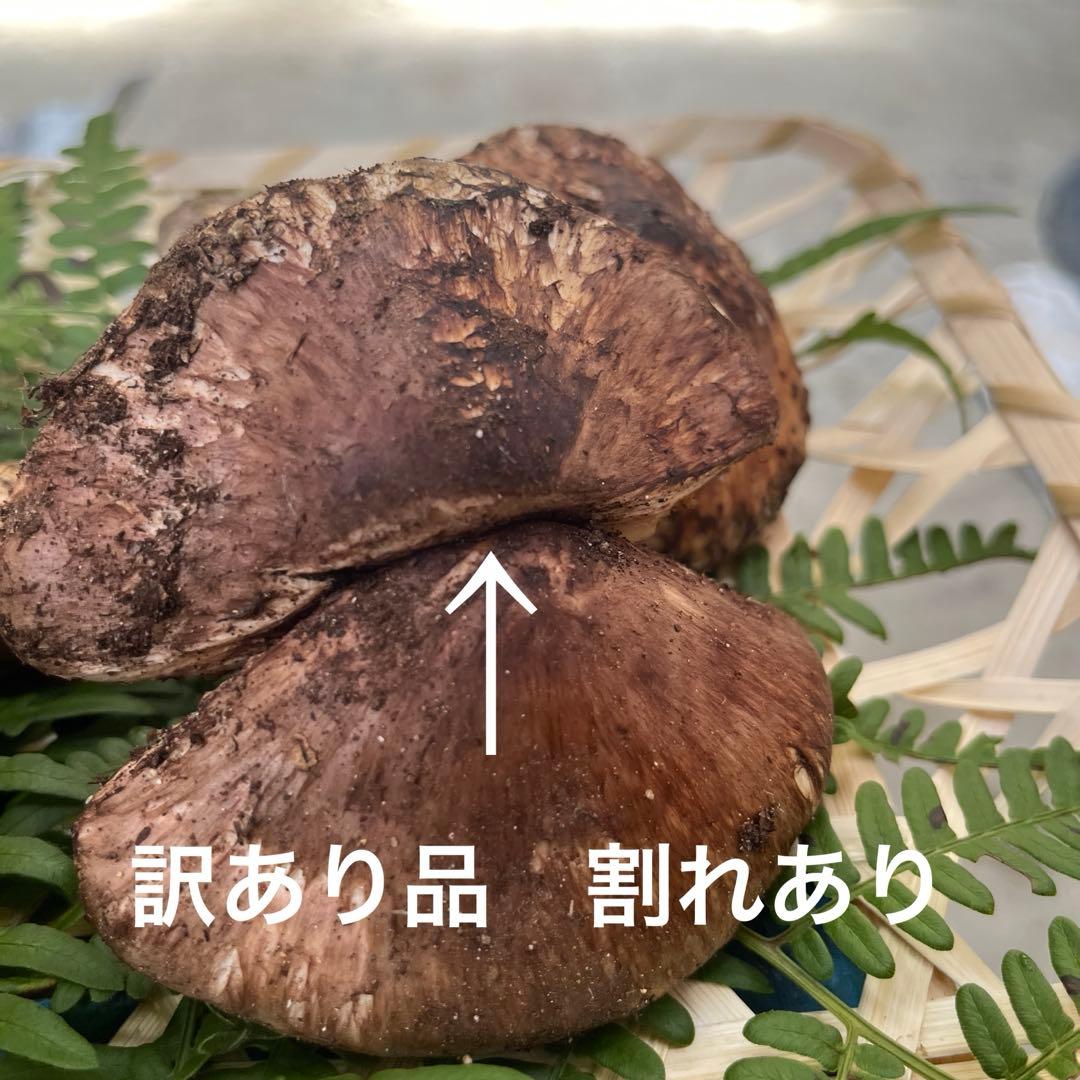 信州産松茸開き　訳あり品あり　10／27日朝採取
