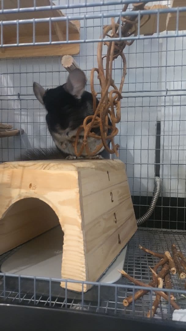 木製隠れ家型ケージ かじり木付き