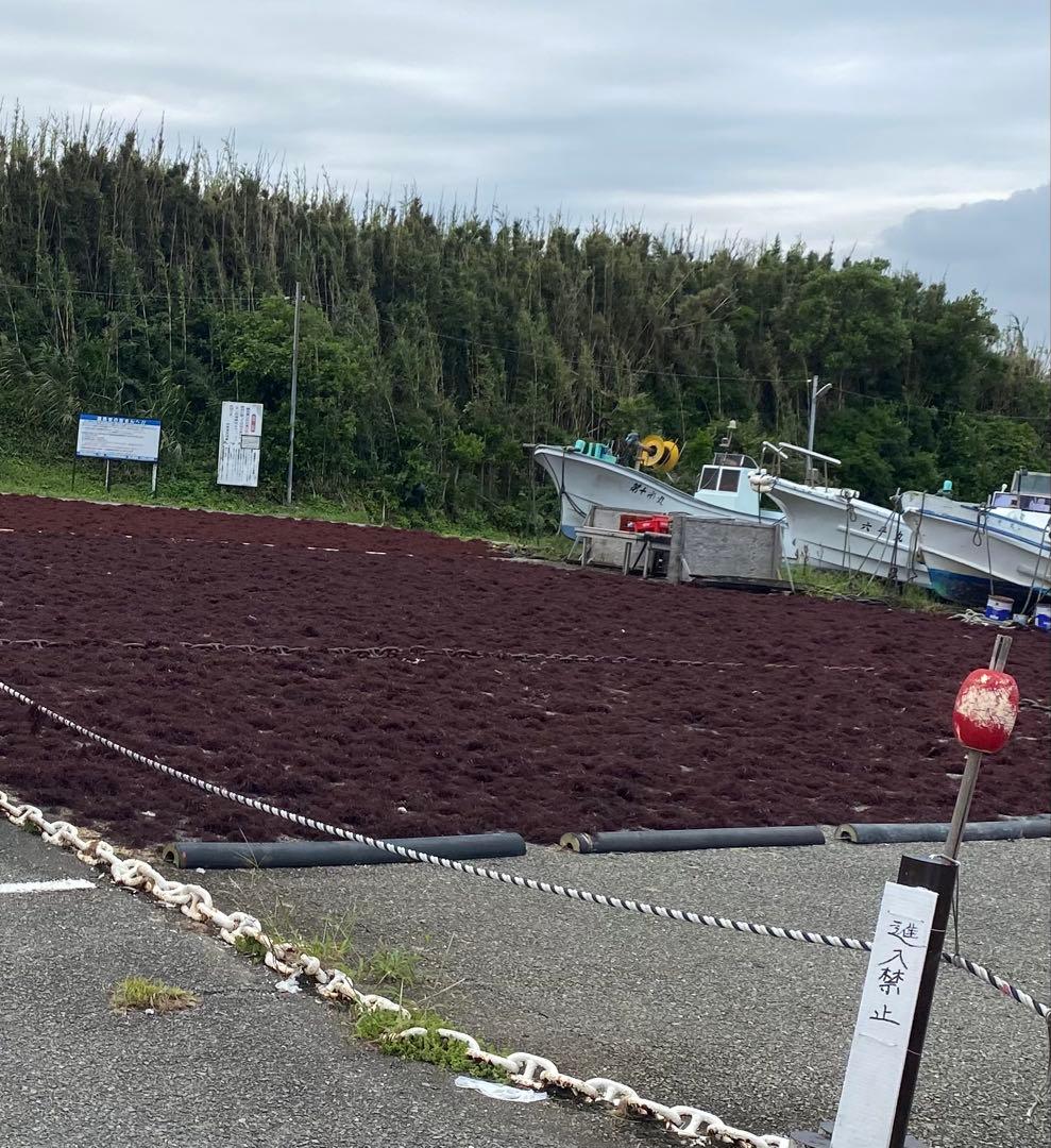 南房総産　天草　ところてん　5キロ