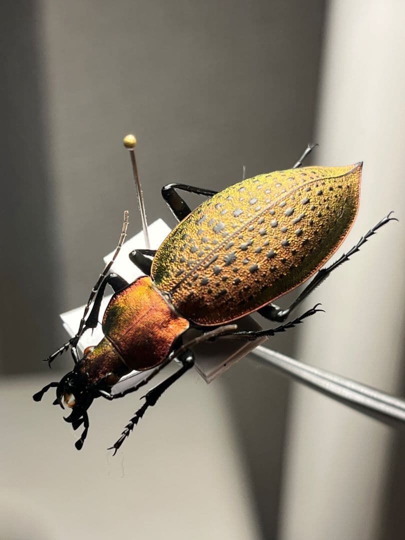 【極美個体】チョウセンカブリモドキ オサムシ標本 オサムシ マイマイカブリ