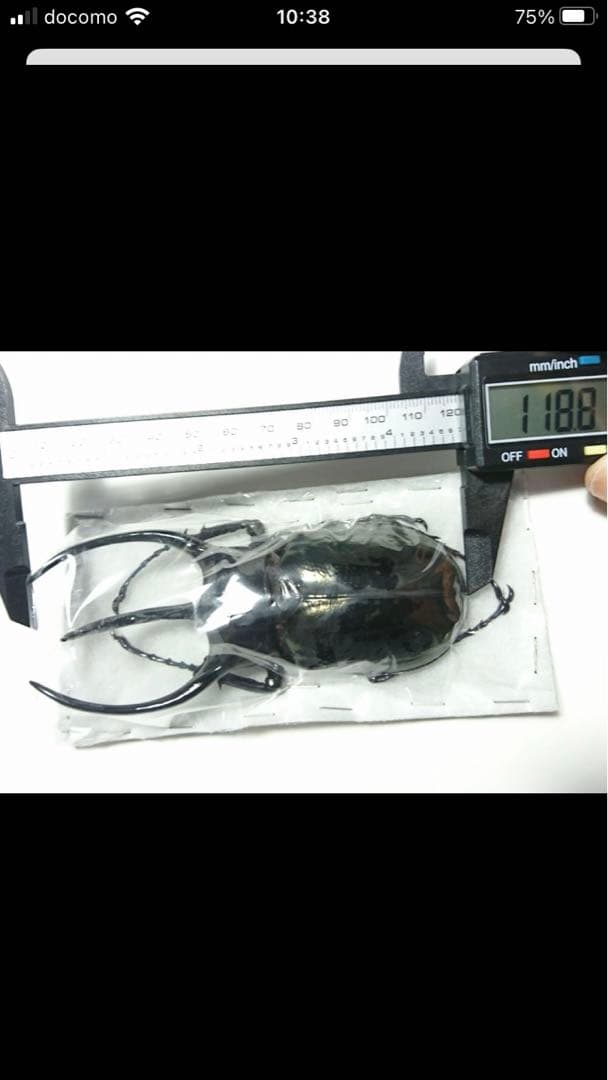 タイリクコーカサスオオカブト♂標本