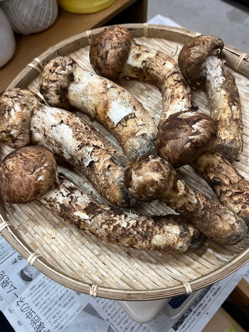 岩手県産松茸　良型蕾　終盤　本日15時〆