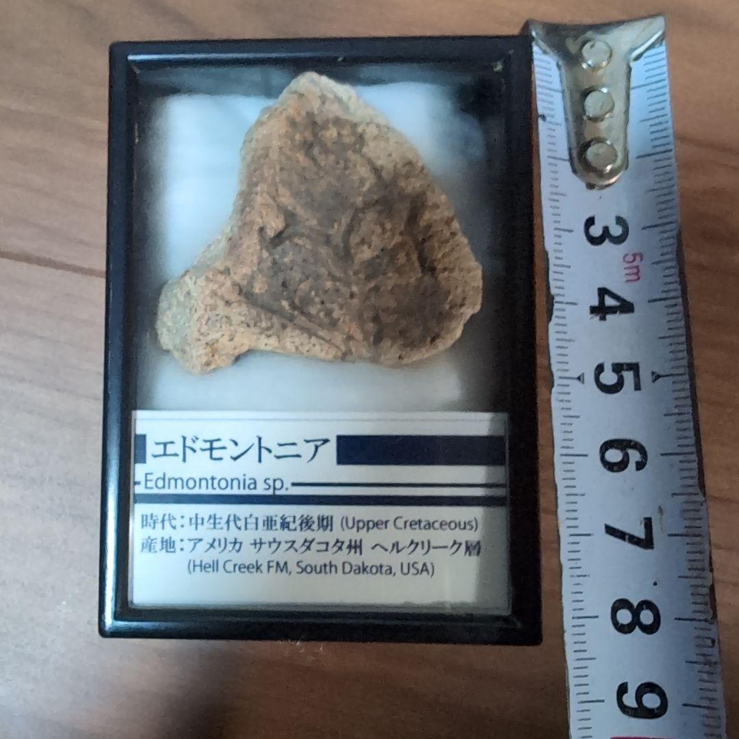 本物　恐竜　鎧竜エドモントニアの鎧の化石 サウスダコタ　ラベルケース付き