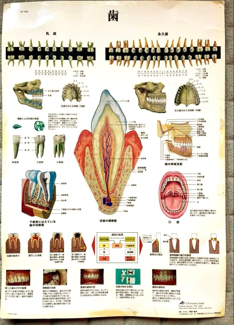 歯の解剖図 ポスター