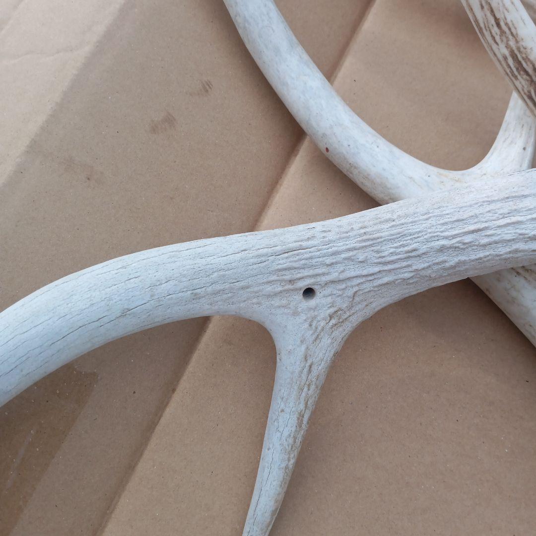 S*i様 蝦夷鹿の角　犬用おもちゃ 工芸品などに4番