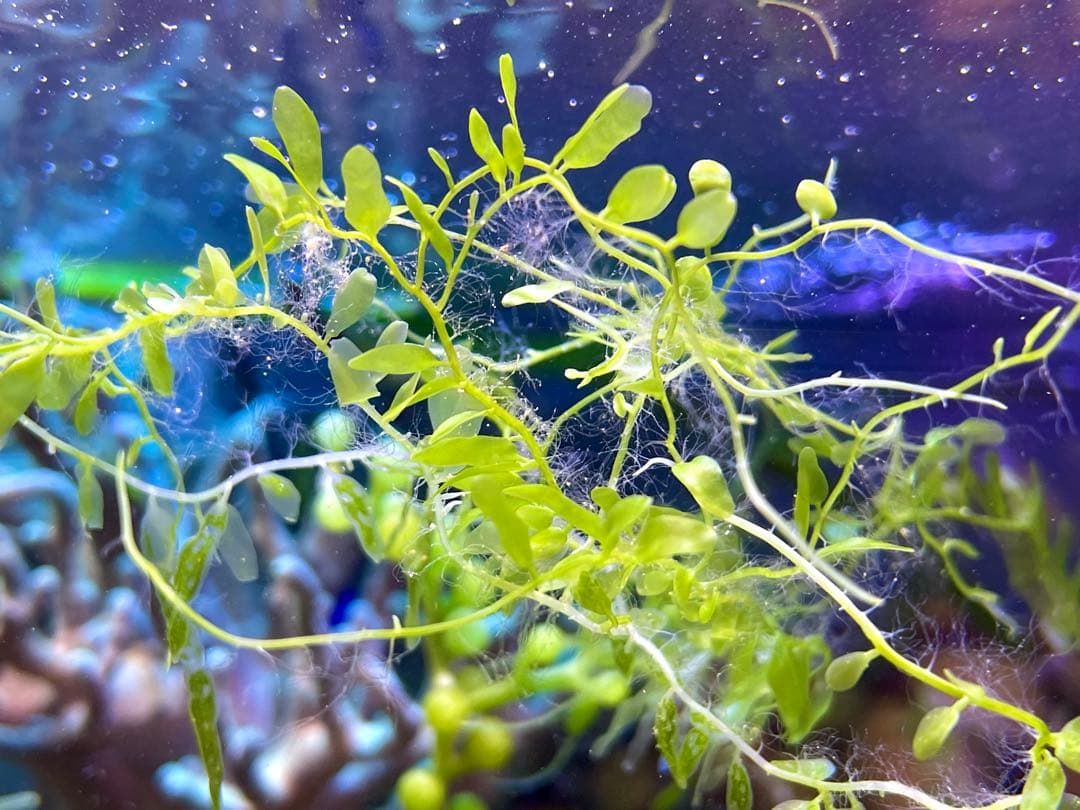 【匿名配送】　海藻　いろいろ　セット　宅急便