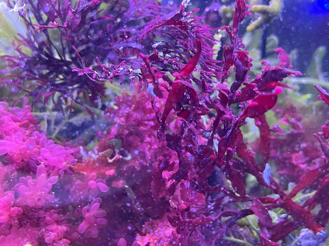 【匿名配送】　海藻　いろいろ　セット　宅急便