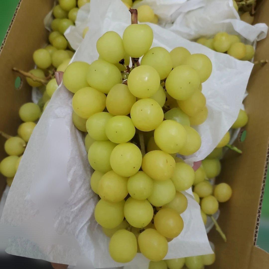 5️⃣ 山梨県産 シャインマスカット １１房入り 箱込み5.7キロ
