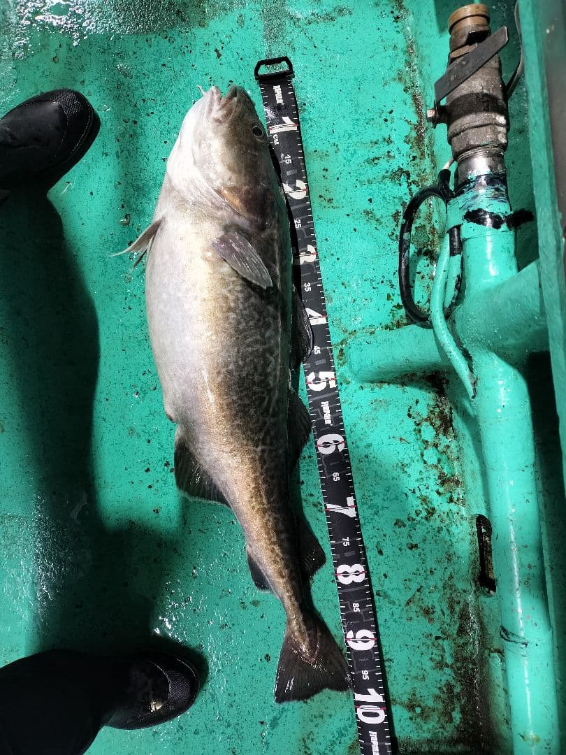 DAIWA　深海、中深海ディープゾーン X 200-210 船竿