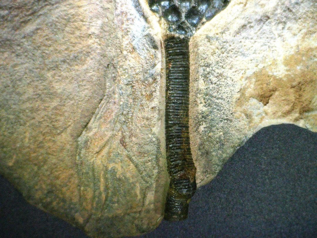 ウミユリ 化石 棘皮動物 重さ682 g 大きさ 約18x16 cm モロッコ産