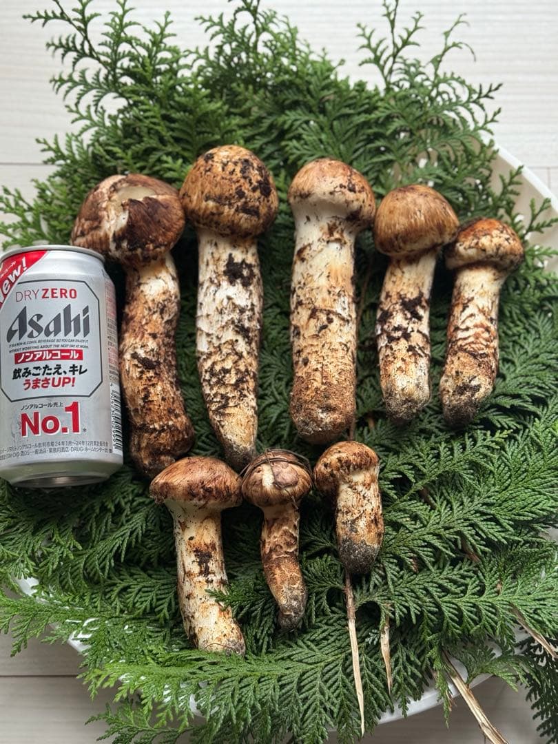 国産松茸信州長野伊那市593 ㌘10月24日10時取れたて