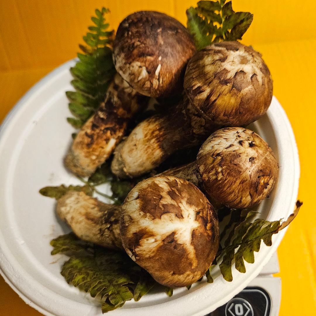 岩手県産松茸 152g