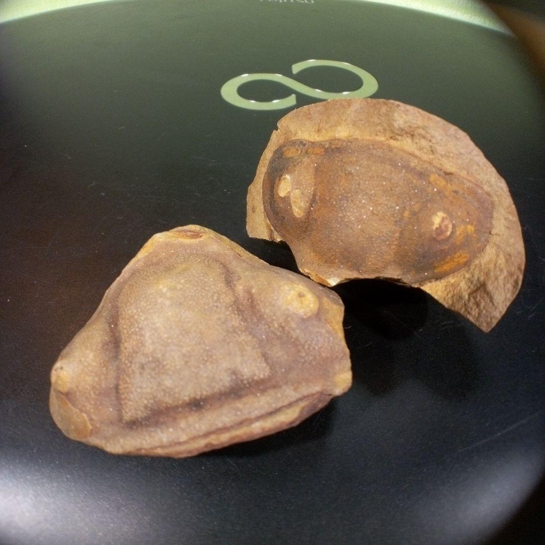 三葉虫　化石　fossil　ボリビア産　レア　Fossil識別⑤　２個セット