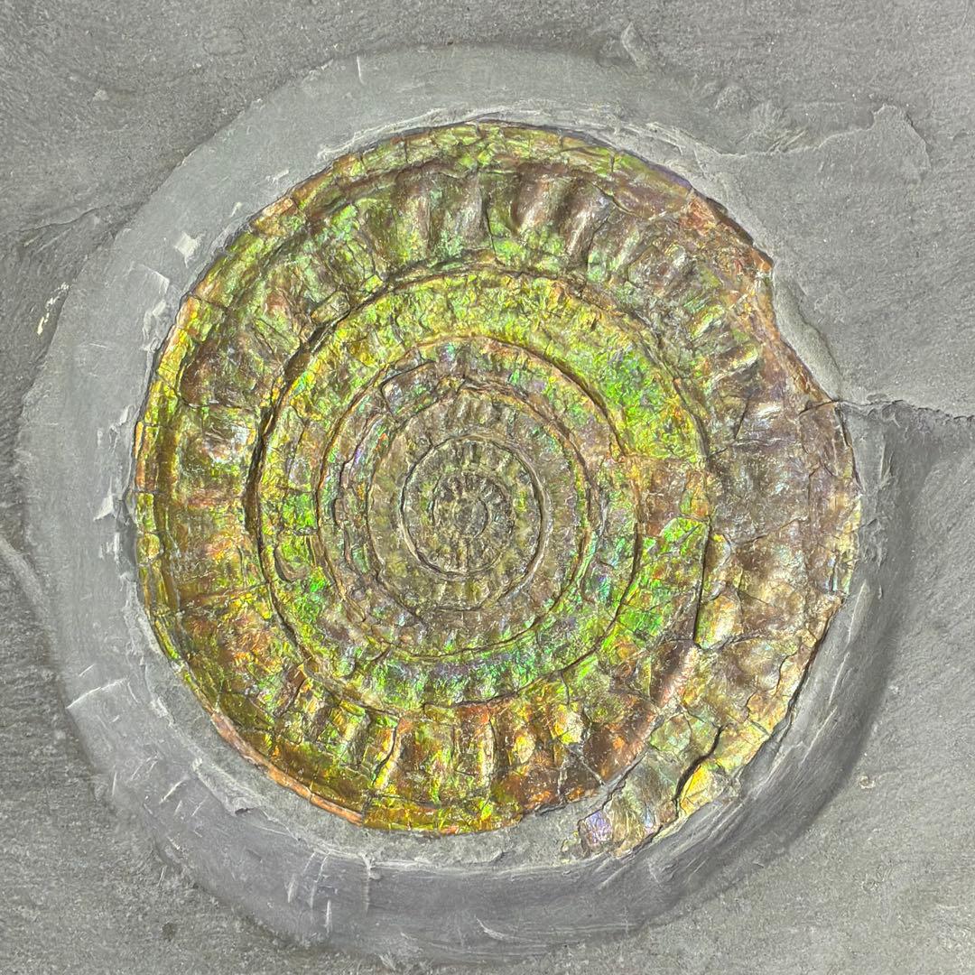虹色アンモナイト　化石　イングランド・サマセット 産